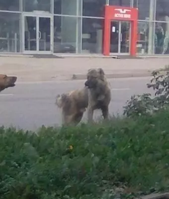 Пропала собака Батыр на улице Восстания, Пермь