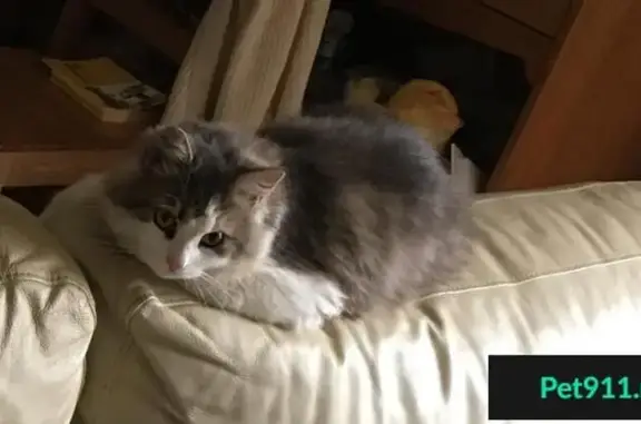 Пропала кошка в Левашово, СПб, с фиолетовым ошейником