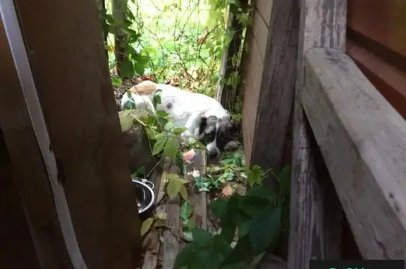 Найдена собака Алабай, девочка, Московская область, Наро-Фоминск
