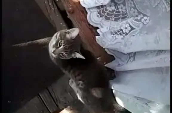 Найден домашний кот с ошейником на Лагерной улице, Казань