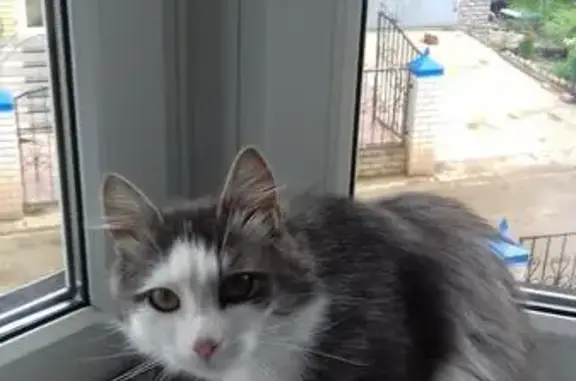 Объявления о пропавших и найденных животных, Куликовская, фото: Пропал кот в Куликовской деревне, г. Киров