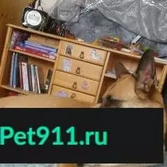 Пропала собака Зуля в Мытищах, ул. Борисовка 16