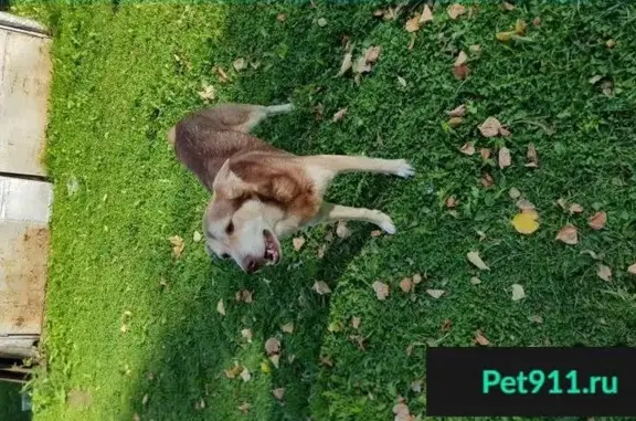 Найден пес в Дунилово, Шуйский район