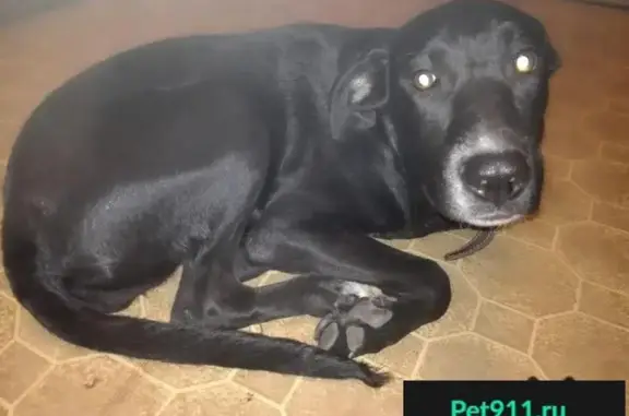 Пропала собака Рута в Шилово, Воронеж