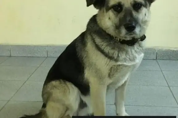 Найдена собака в Андреевке, Зеленоградский район