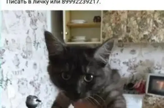 Найден домашний котенок на ул. Ген. Варенникова 2
