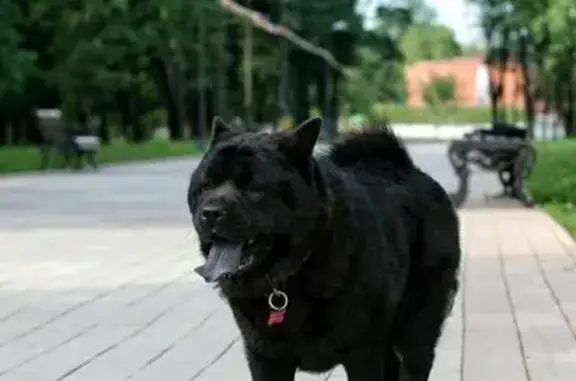 Пропала собака в Люберцах, порода чау-чау, черный окрас.