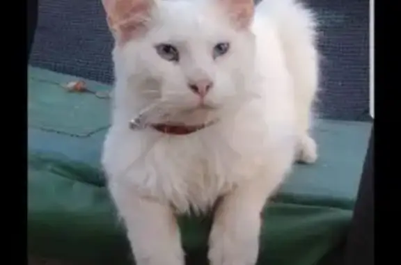 Пропала белая кошка в Аксае, Ростовская обл.
