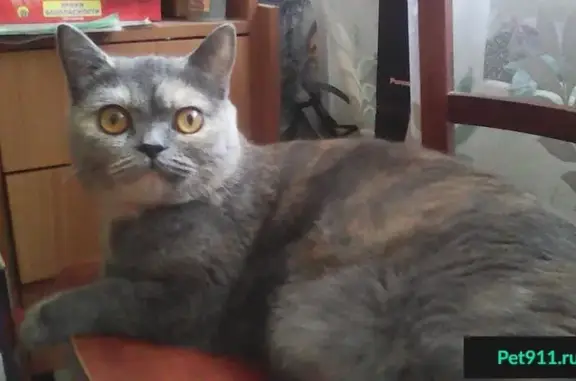 Пропала кошка на Черняховского 3, помогите!