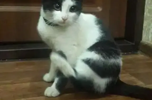 Найдена домашняя кошка в Первомайском районе