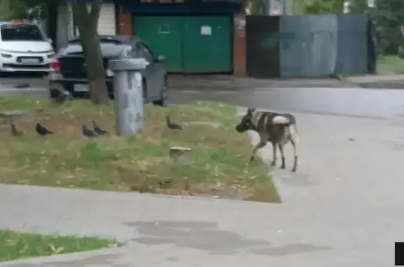 Собака без ошейника на ул. Дудинка, Москва