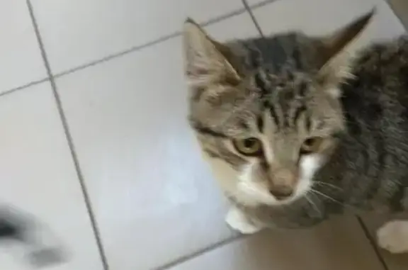 Найден домашний кот в поселке Вознесенское, Казань