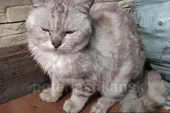 Найден взрослый кот в Бронных переулках, Новосибирск