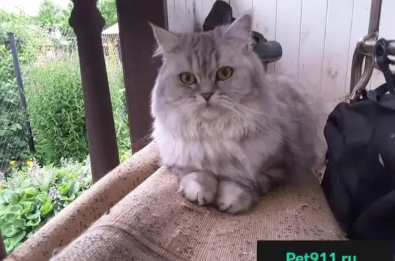 Кошки потеряшки, Шелковка, фото: Потеряшка кот Котя около Можайского шоссе