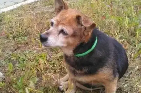 Найдена собака в Южно-Приморском парке