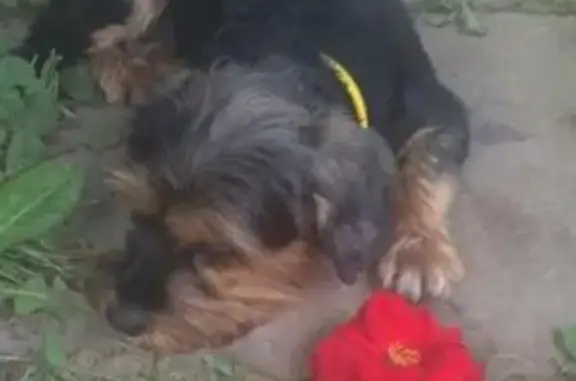 Пропала собака Стеша в Домодедово
