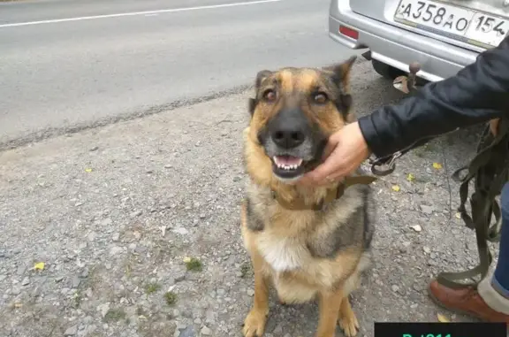 Найдена собака на трассе Барышево-Кольцово