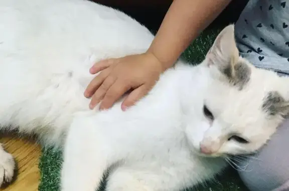 Найдена ласковая кошка в Балашихе, Гагарина