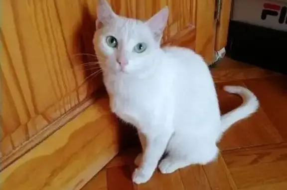 Найдена белая кошка на Финской улице