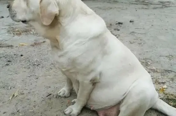 Найдена беременная собака в Краснооктябрьском р-не Волгограда
