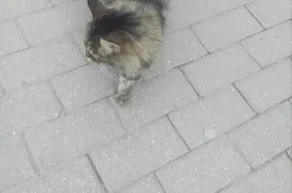 Ласковая кошка на улице Полиграфистов, 1