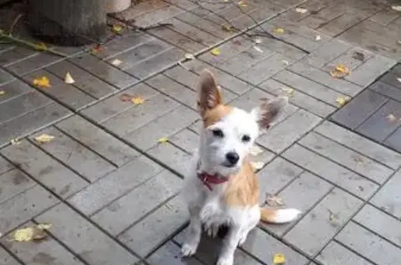 Найдена собака на трассе М8 в Сямженском районе