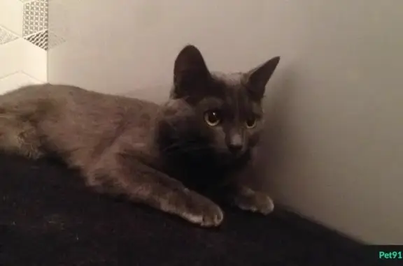 Найдена кошка на Рощинской 37, после падения в ветеринарной клинике все в порядке