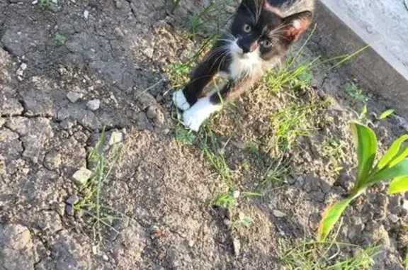 Пропал кот на Персиановской, Ростовская область