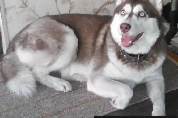 Пропала собака Хаски в Первомайском районе, Новосибирск