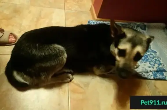 Найдена собака на набережной Новикова-Прибоя в Хорошево-мневниках, ищут хозяев