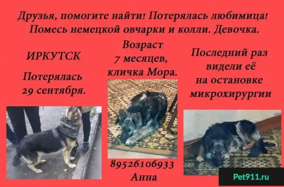 Пропала собака в Иркутске: помесь немецкой овчарки и колли, девочка, кличка Мора.
