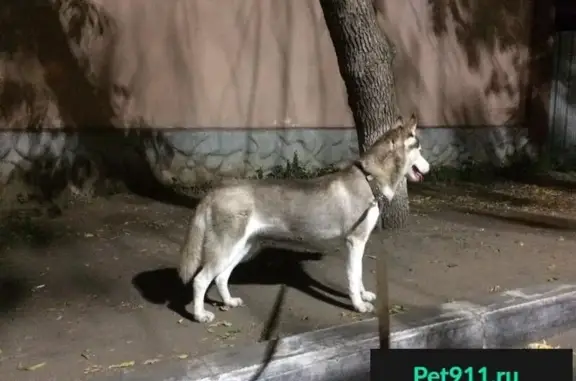 Пропала собака в Тольятти: Сибирский хаски Снежа, ул. Горького 39