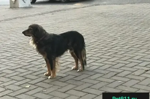 Найдена собака на ул. Кирова