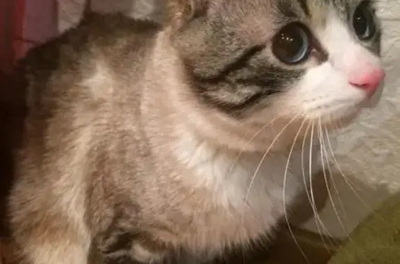 Собаки потеряшки, Мильково, фото: Потеряшка собака Котик в Мильково, Камчатский край