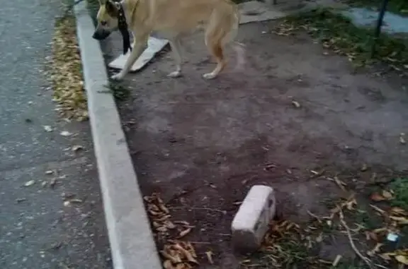Найдена ражая собака в парке МЖК, Чита