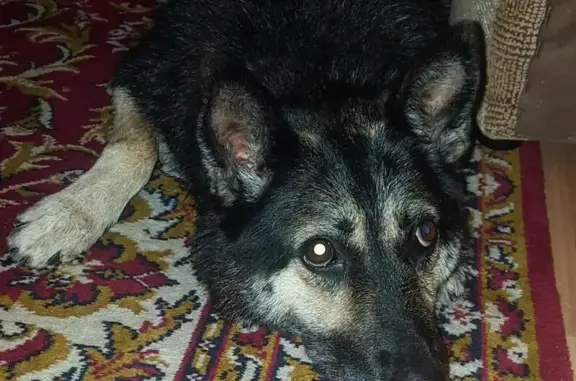 Найдена черная собака в Арамиле
