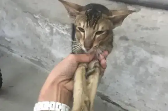 Найден кот на ул. Геодезической в Барнауле