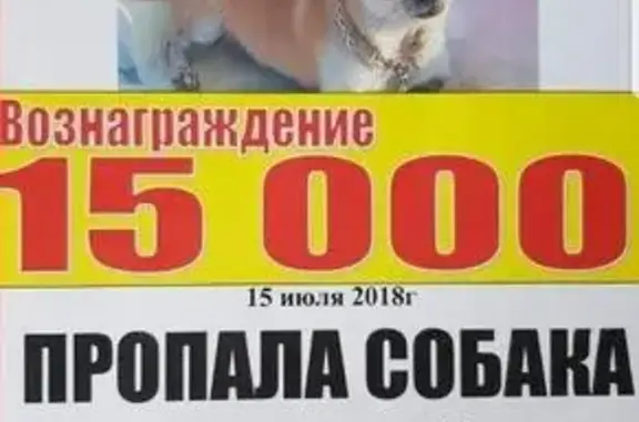 Пропала собака Дуся на ул. Чехова 50а, Анапа