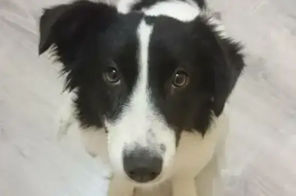 Найдена маленькая собака в Москве, район ст.м. Рассказовка