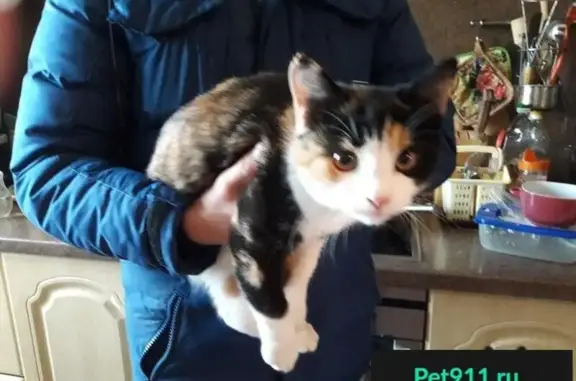 Найдена кошка в Пушкинском районе, адрес: Красносельское шоссе 14к1