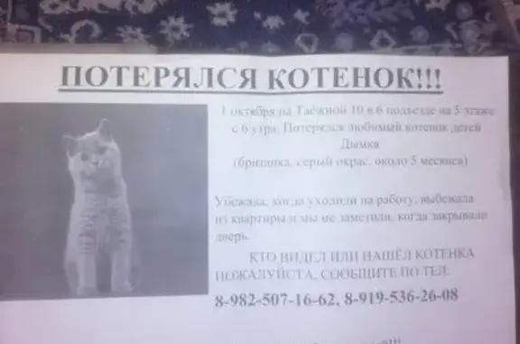 Пропала кошка в Излучинске, помогите найти!