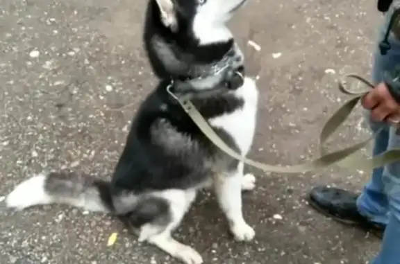 Пропала собака Зевс в Астрахани, нужна помощь