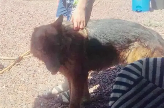 Пропала собака в поселке Каменоломни, Ростовская область