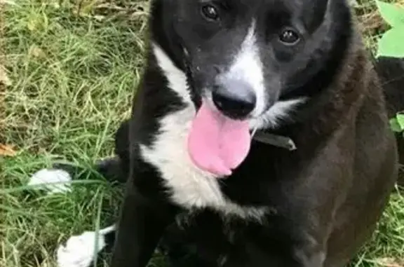 Пропала собака Рекс в Серебряном бору, Москва