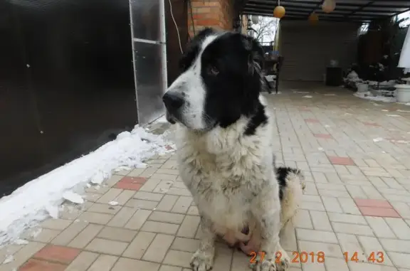 Пропала собака Глория на площади Революции
