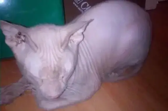 Кошка с ранками забежала в магазин в Челябинске