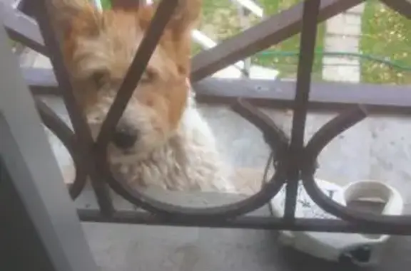 Найдена собака в Зеленогорске, просьба писать смс.