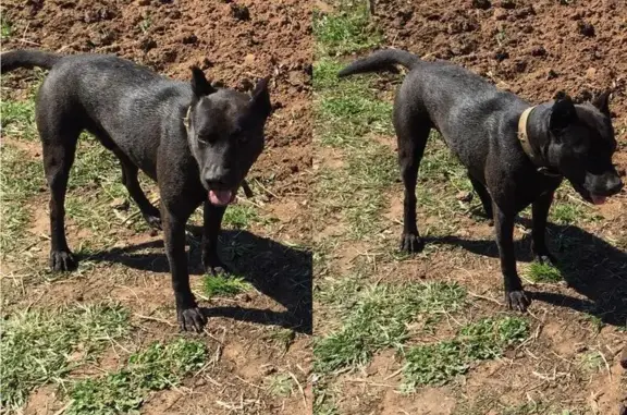 Собаки потеряшки, Деревня Стулово, фото: Потеряшка собака Тайсон в деревне Стулово
