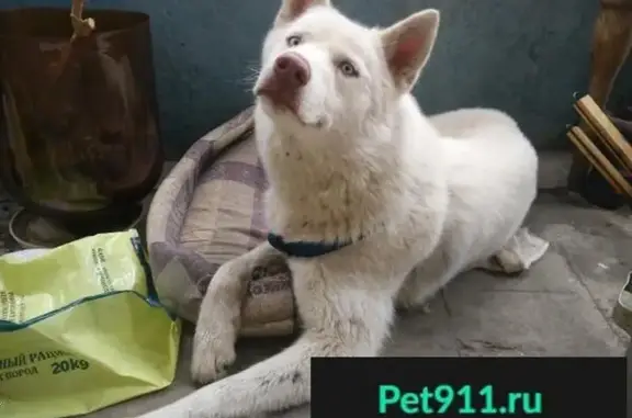 Найдена белая собака в Муроме