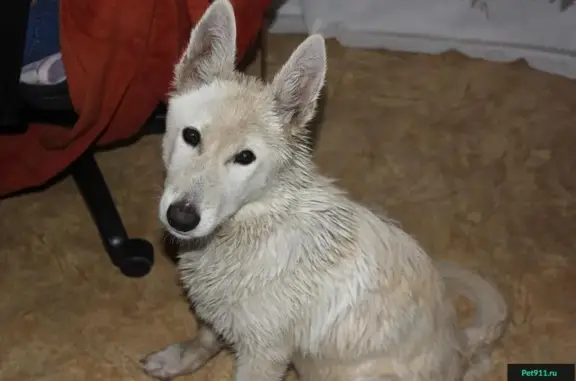 Найден щенок с ошейником на улице в Ижевске, ищем хозяина